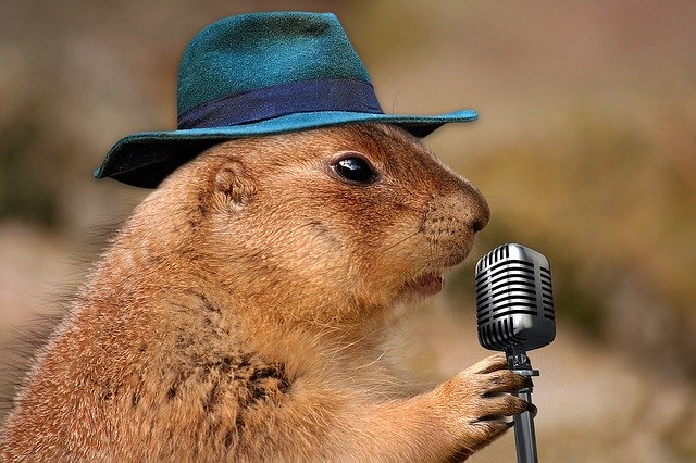 prairie dog 1470659 640