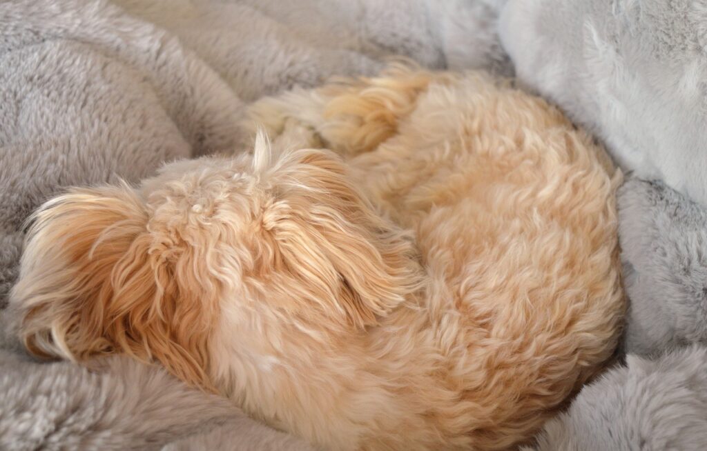 small golden-coloured dog curled in its soft bed